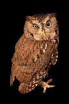 Eastern screech owl (Megascops asio naevius) portrait, blind in one eye, Carolina Waterfowl Rescue, USA. Captive.