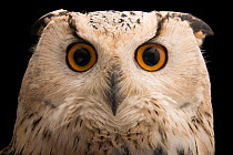 Western Siberian eagle owl (Bubo bubo sibiricus) head portrait, Monticello Center. Captive, occurs in Siberia.