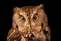 Eastern screech owl (Megascops asio naevius) head portrait, blind in one eye, Carolina Waterfowl Rescue, USA. Captive.