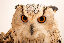 Western Siberian eagle owl (Bubo bubo sibiricus) head portrait, Monticello Center. Captive, occurs in Siberia.