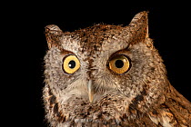 Eastern screech owl (Megascops asio asio) head portrait, Nashville Zoo, USA. Captive.