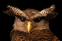 Sumatran eagle-owl (Bubo sumatranus strepitans) head portrait, Taman Mini Indonesia Indah, Jakarta. Captive.