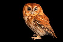 Eastern screech owl (Megascops asio mccallii) red-phase, portrait, Houston SPCA's Wildlife Center, Texas, USA. Captive.
