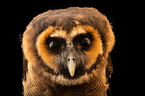 Javan wood-owl (Strix leptogrammica bartelsi) head portrait, Dubai Safari Park. Captive, occurs in Java.