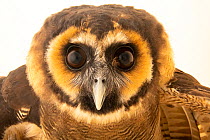 Javan wood-owl (Strix leptogrammica bartelsi) head portrait, Dubai Safari Park. Captive, occurs in Java.