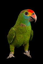 Red-browed parrot (Amazona rhodocorytha) portrait, Rare Species Conservatory Foundation. Endangered. Captive, occurs in Brazil.