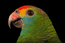 Red-browed parrot (Amazona rhodocorytha) head portrait, Rare Species Conservatory Foundation. Endangered. Captive, occurs in Brazil.