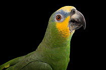 Orange-winged amazon parrot (Amazona amazonica amazonica) portrait, Omaha's Henry Doorly Zoo and Aquarium. Captive, occurs in South America.