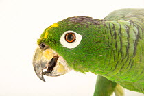 Mealy amazon parrot (Amazona farinosa farinosa) head portrait, Parque Zoologico Nacional, Dominican Republic. Captive, occurs in Central and South America.
