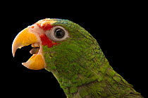 White-fronted amazon (Amazona albifrons) squawking, head portrait, Pet Paradise. Captive, occurs in Central America.