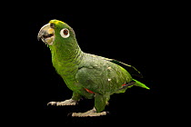 Mealy amazon parrot (Amazona farinosa farinosa) portrait, Parque Zoologico Nacional, Dominican Republic. Captive, occurs in Central and South America.