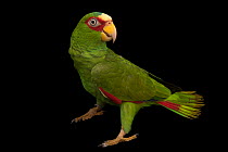 White-fronted amazon (Amazona albifrons albifrons) portrait, Jurong Bird Park Singapore. Captive, occurs in Central America.