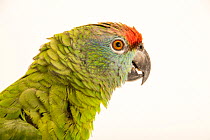 Bodin's festive amazon (Amazona festiva bodini) head portrait, Jurong Bird Park, Singapore. Captive, occurs in South America.