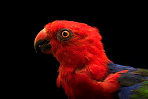 Moluccan king parrot (Alisterus amboinensis amboinensis) head portrait, Loro Parque Fundacion. Captive, occurs in Moluccas.