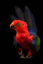 Moluccan king parrot (Alisterus amboinensis amboinensis) portrait, Loro Parque Fundacion. Captive, occurs in Moluccas.