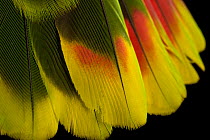 Red-tailed amazon (Amazona brasiliensis) tail feathers detail, Loro Parque Fundacion. Captive, occurs in Brazil.