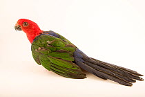 Moluccan king parrot (Alisterus amboinensis dorsalis) portrait, Loro Parque Fundacion. Captive, occurs in West Papua.