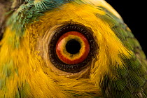 Turquoise fronted amazon (Amazona aestiva aestiva) eye detail, Loro Parque Fundacion. Captive, occurs in South America.