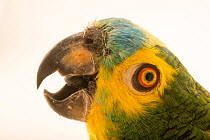 Turquoise fronted amazon (Amazona aestiva aestiva) head portrait, Loro Parque Fundacion. Captive, occurs in South America.
