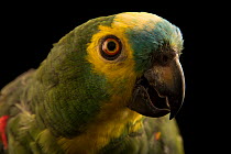 Turquoise fronted amazon (Amazona aestiva aestiva) head portrait, Loro Parque Fundacion. Captive, occurs in South America.