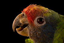 Red-tailed amazon (Amazona brasiliensis) head portrait, Loro Parque Fundacion. Captive, occurs in Brazil.