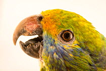 Blue cheeked amazon (Amazona dufresniana) head portrait, Loro Parque Fundacion. Captive, occurs in South America.