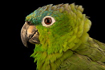Guatemalan amazon (Amazona guatemalae guatemalae) head portrait, Loro Parque Fundacion. Captive, occurs in Central America.