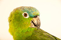 Guatemalan amazon (Amazona guatemalae guatemalae) head portrait, Loro Parque Fundacion. Captive, occurs in Central America.