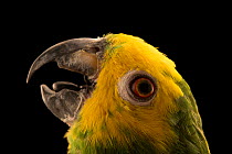 Marajo amazon (Amazona ochrocephala xantholaema) head portrait, Loro Parque Fundacion. Captive, occurs in Marajo Island, Amazon River delta, Brazil.