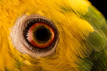 Marajo amazon (Amazona ochrocephala xantholaema) eye detail, Loro Parque Fundacion. Captive, occurs in Marajo Island, Amazon River delta, Brazil.