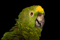 Yellow-fronted amazon (Amazona ochrocephala nattereri) head portrait, Loro Parque Fundacion. Captive, occurs in Amazon basin.
