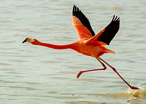 Greater flamingo (Phoenicopterus ruber) taking flight from river, Ria Celestun Biosphere Reserve, Yucatan state, Mexico.