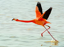 Greater flamingo (Phoenicopterus ruber) taking flight from river, Ria Celestun Biosphere Reserve, Yucatan state, Mexico.