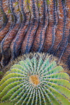Barrel cactus (Ferocactus diguetii) close up, Isla Santa Catalina, Baja California Sur, Mexico.