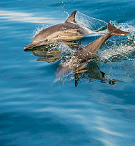Common dolphins (Delphinus delphis) porpoising, Isla Animas, Baja California Sur, Sea of Cortez, Mexico.