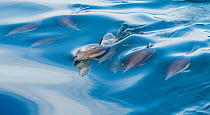 Common dolphin (Delphinus delphis) pod swimming close to sea surface, near Isla Animas, Baja California Sur, Sea of Cortez, Mexico.