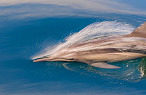 Common dolphin (Delphinus delphis) swimming at sea surface, near Isla Animas, Baja California Sur, Sea of Cortez, Mexico.