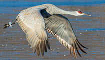 Sandhill crane (Grus Canadensis) taking flight from ice-covered pond, Bosque del Apache National Wildlife Refuge, New Mexico, USA. January.