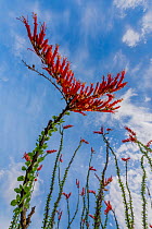 Ocotillos (Fouquieria splendens) in flower, Eagletail Mountain Wilderness, Arizona, USA. March.