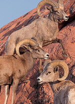 Bighorn sheep, males gathering in groups before rutting season begins, Valley of Fire State Park, Great Basin Desert, Nevada, USA. February.