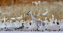 Sandhill crane (Grus canadensis) with Gopher (Geomyida) prey in beak, surrounded by flock of Snow geese (Anser caerulescens) among corn field stubble, Bosque del Apache Refuge, New Mexico, USA. Novemb...