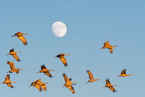 Sandhill cranes (Grus Canadensis) migrating flock in flight at sunset against the rising moon, Whitewater Draw, Arizona, USA. October.