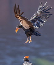 California condor (Gymnogyps californianus) taking flight, Marble Canyon, above the Colorado River, Arizona, USA. February. Critically endangered.