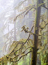 Old growth moss covering Western hemlock (Tsuga heterophylla) trees on a misty morning, Jedediah Smith Redwoods State Park, California, USA. June.