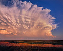 Towering cumulus clouds over grassland at sunset, Montana, USA.