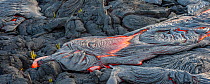 Molten lava streaming across solidified lava from Kilauea volcano, Volcanoes National Park, Big Island, Hawaii. August, 2010.