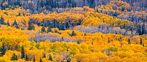 American aspen (Populus tremuloides) forest in autumnal colours, Dixie National Forest, Boulder Mountain, Utah, USA. October.