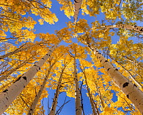 Dense stands of American aspen (Populus tremuloides) in autumnal colours, Dixie National Forest, Boulder Mountain, Utah, USA. October.