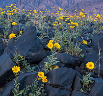 Desert golds (Geraea canescens) flowering after El Nino rains among the basalt hillsides of the Black Mountains, Amargosa Range, Death Valley National Park, California, USA. January.