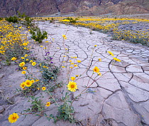 Alluvial watercourse drying and cracking after winter El Nino rains with a trails of flowering Desert golds (Geraea canescens) at the base of the Amargosa Mountains, Death Valley National Park, Califo...